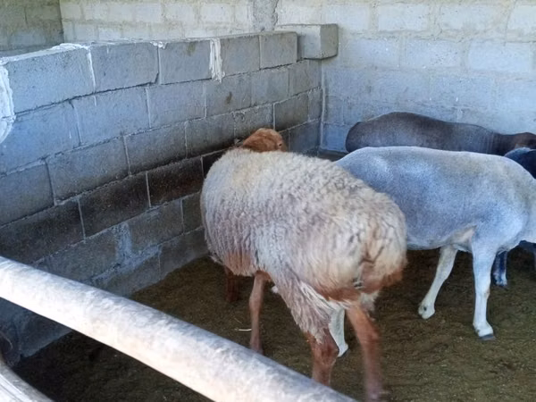 Ram, Sheep