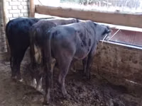 Bull, Alatau breed — photo 2
