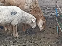 Ram, Sheep — photo 2