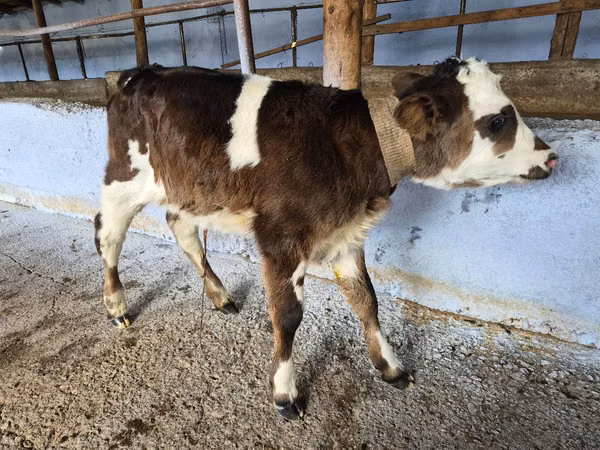 Cow, Simmental cattle — Moldova