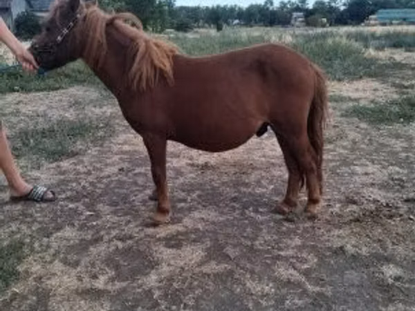 Hingst, Miniature horse