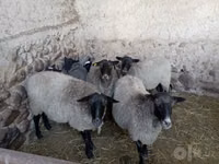 Ոչխար, Romanov sheep — լուսանկար 2