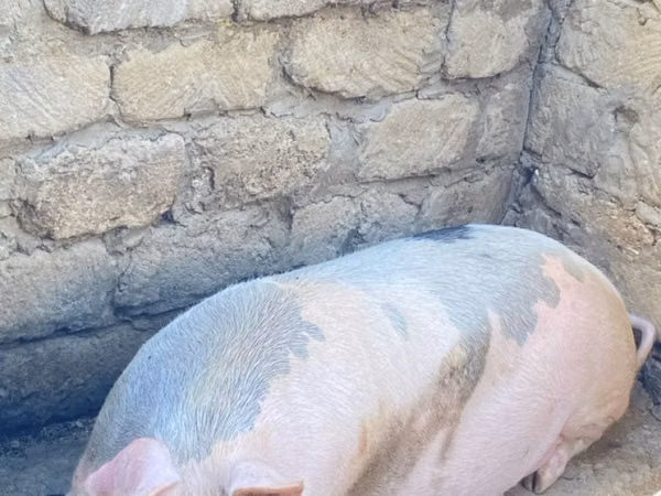 Boar, Pigs — Moldova