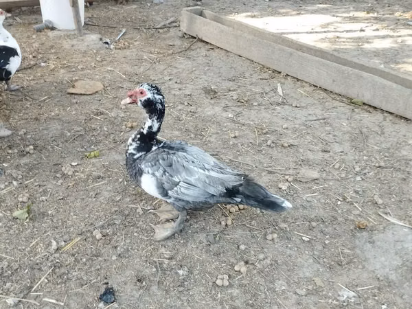 Domestic Muscovy