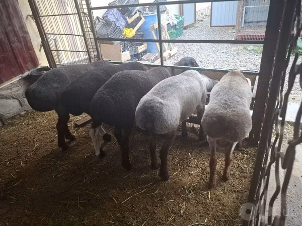 የጎትት አውራ በግ, Sheep — ኡዝቤኪስታን