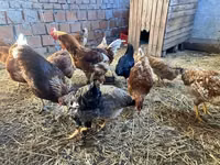 Chickens — foto 8