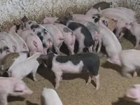 Pigs (batch, sex not specified), Pigs — photo 2