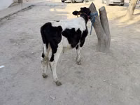 सांड, Russian Black pied cattle — फ़ोटो 1