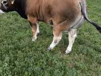 Bò đực, Partenaise cattle — ảnh 7