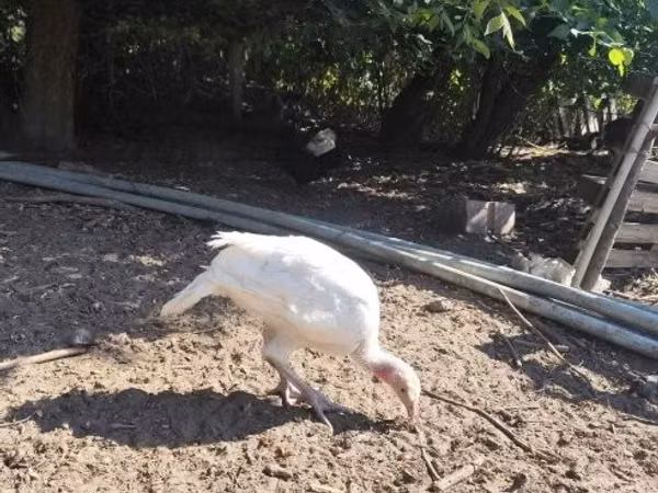 Turkeys — 匈牙利