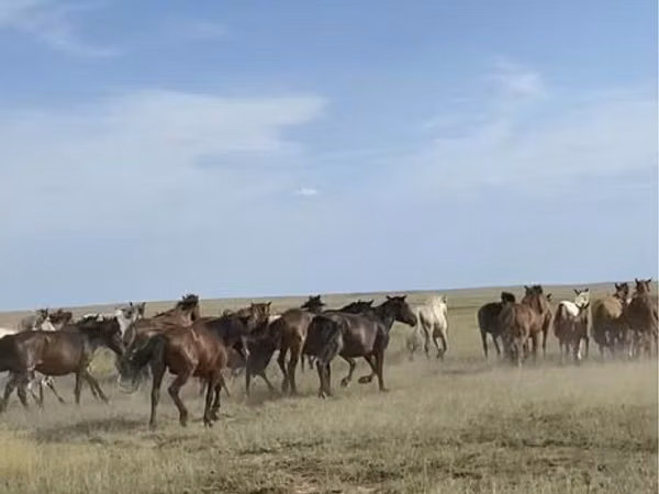 Mare, Horses — Kazakhstan