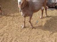 Ram, Edilbay sheep — photo 2
