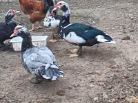 Muscovy domestica — foto 5