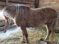 Horse (M), Horses — photo 4