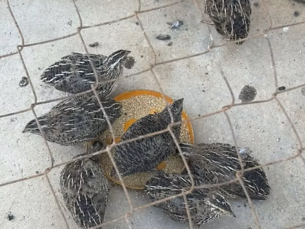 Kraljevska prepelica