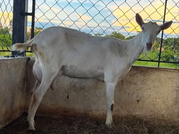Goat, Goats — Azerbaijan