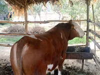 Toro, Simmental cattle — foto 1