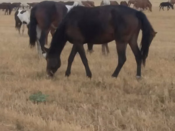 Mare, Horses — Kazakhstan