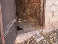 Vând baloți (chipuri) de lucernă cu iarbă (50/50) — foto 3