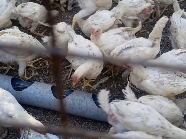 Chickens — Kyrgyzstan