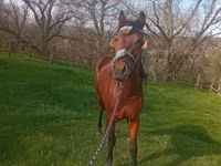Mare, Horses — photo 1