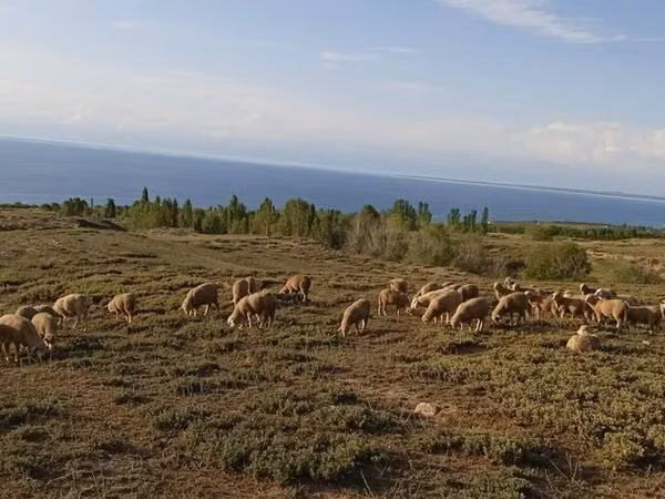 قوچ, Merino sheep — قرقیزستان
