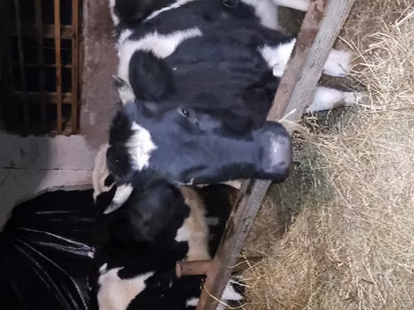 Cow, Holstein breed — Russia