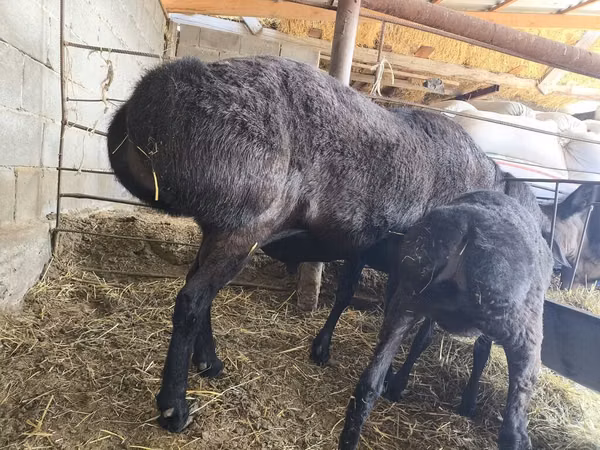 Ram, Hissar sheep — Kyrgyzstan