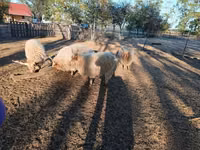Sheep, Racka sheep — photo 2