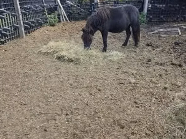 Horse (M), Horses — Hungary