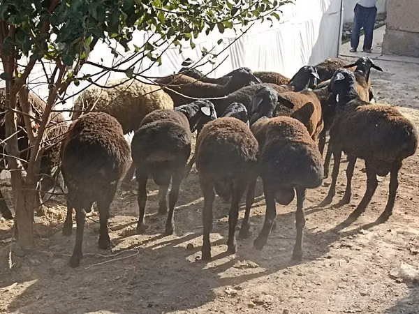 Πρόβατα (παρτίδα, φύλο μη καθορισμένο), Tajik sheep