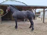 Mare, Horses — photo 1