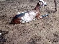 Goat, Nubian Goat — photo 2