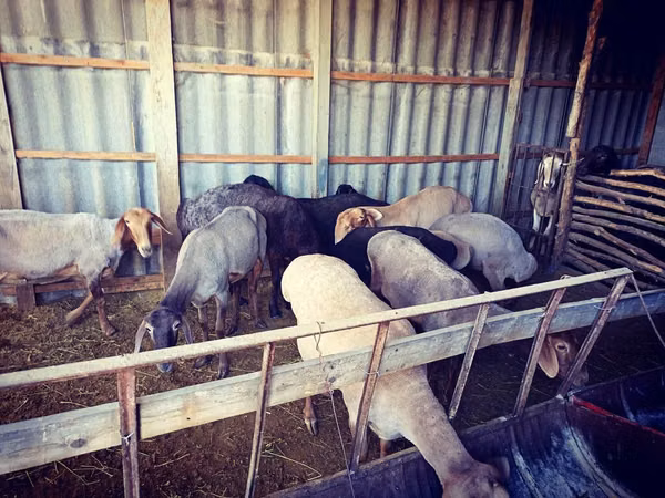 Ram, Sheep — Kyrgyzstan