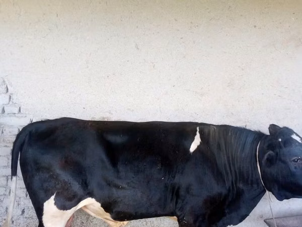 Bull, Russian Black pied cattle — Uzbekistan