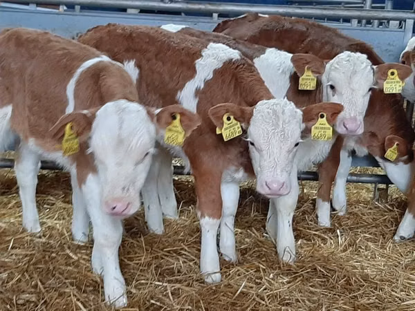 सांड, Simmental cattle — पोलैंड