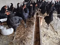 Chickens — fotografija 1