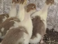 Ducks — foto 2