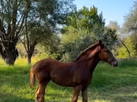فرس, Skyros Pony — الصورة 3