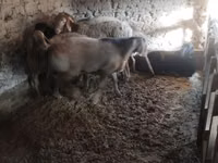 मेढ़ा, भेड़ — फ़ोटो 7