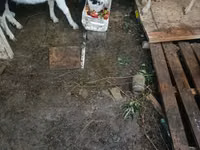 عنزة, Saanen goat — الصورة 1