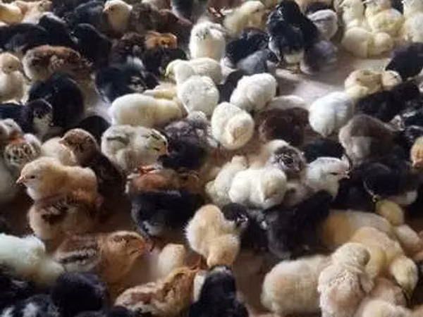 Chickens — Uzbekistan
