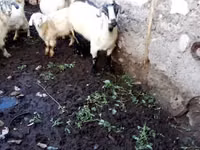 Kambing betina, Goats — foto 2