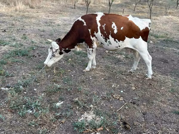 Cow, Cattle — Moldova