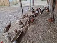 Turkeys — photo 3