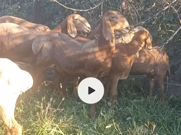 Sheep, Arashan sheep