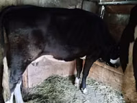 Vache, Race Holstein — photo 4