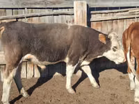 Bulle, Simmental cattle — Foto 1