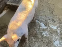 Boar — photo 4
