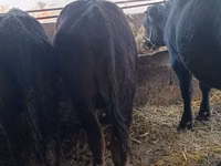 Bull, Aberdeen-Angus — photo 2